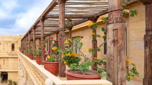 Pergola en bois couverte de bougainvillées en fleurs